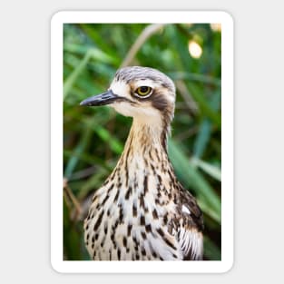 Bush stone curlew bird. Sticker